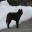 blackwolfgirl