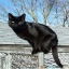 BlackCatDemon