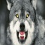 Ginji A.K.A Alph