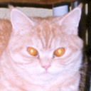 My Flakey Feline