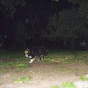 Dog And Orbs
