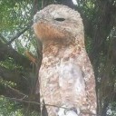 Owlman 2